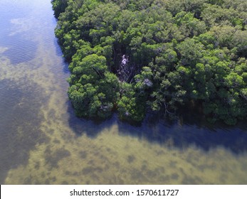 A Drone Aerial View Of A Mangrove Forest And Shallow Seagrass Beds In Western Tampa Bay, Florida. Mangroves Provide A Natural Defense From Sea Level Rise And Storm Surge