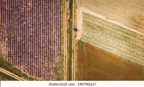 Drone Aerial View Of Organic Farming Fields Of Lavender, Wheat And Potatoes