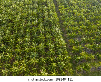 Drone Aerial View Of Palm Trees Of Acai Berry Fruit Agriculture Field In Summer Sunny Day At Farm In Amazon Rainforest, Brazil. Concept Of Food, Ecology, Environment, Biodiversity.