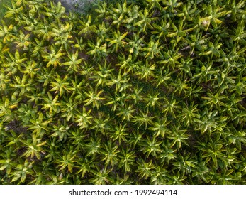 Drone Aerial View Of Palm Trees Of Acai Berry Fruit Agriculture Field In Summer Sunny Day At Farm In Amazon Rainforest, Brazil. Concept Of Food, Ecology, Environment, Biodiversity.