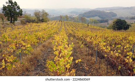 Drone aerial view of vineyard for the production of wine with color leaves in autumn season with fall yellow and green foliage and arid earth waiting for the winter in Broni Oltrepo' Pavese , Italy