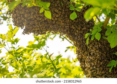 Drone Bee Swarm Flew Out With A Queen And Stuck Around A Tree Branch On A Sunny Day, Apitherapy, Bottom View