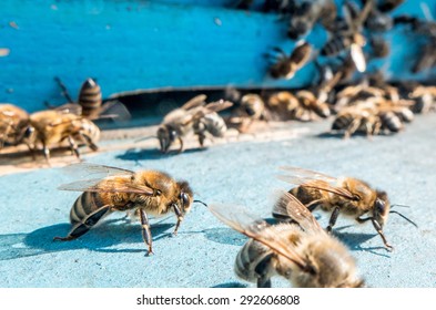 Drone Bees