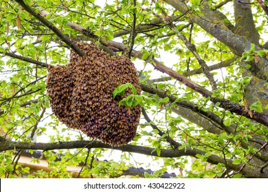 Drone Of Bees