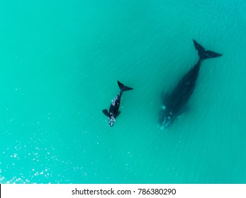 Drone Birds Eye View Of A Mother And Baby Whale Swimming In The Blue Ocean Water. 