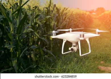 Drone of corn field