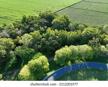 Drone Directly Above Part Of A Velodrome Bordered With Lush Green Trees With A Walking Track Through The Forest And Sugar Cane Fields Beyond