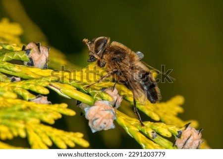 A drone fly (Eristalis pertinax) cleaning its hairy head with its legs.