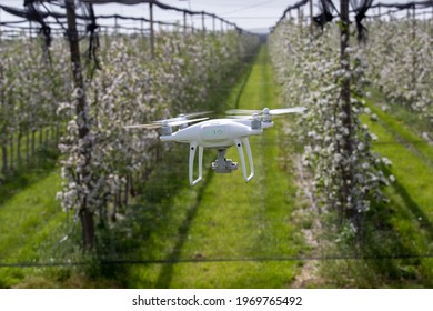 Drone Flying Above Modern Apple Orchard In Spring Time While Blooming