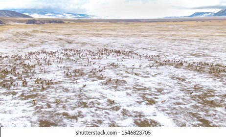 DRONE: Flying High Above The Vast Snowy Montana Prairie As A Herd Of Wild Elk Migrates In Winter. Scenic View From The Air Of A Group Of Deer Migrating Across The Beautiful Wintry American Wilderness.