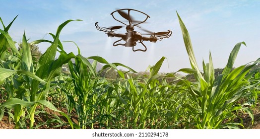 Drone Flying Over Corn Fields With Sprayed Fertilizer. Agriculture Of Smart Farming Controlled By Technology. Of Free Space For Texts And Branding.