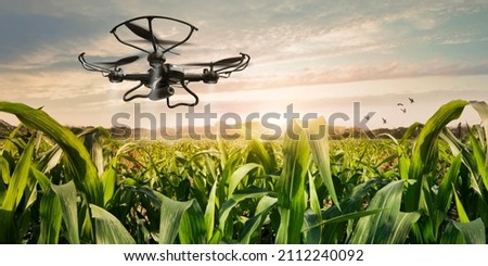 Drone flying over corn fields with sprayed fertilizer. Agriculture of smart farming controlled by Technology. Of free space for texts and branding.