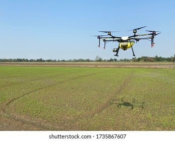 Drone Flying In The Rice Field