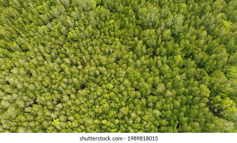 Drone Footage Of Vast Mangrove Forest