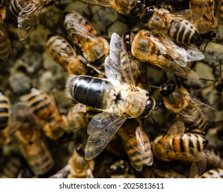 Drone Honeybee with Worker Bees