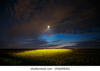 The Drone Illuminates A Sunflower Field Under Night Sky. Location Place Of Ukraine, Europe. UFO Floating In The Sky, Alien Concept. Night Photo Of A Flying Drone. Discover The Beauty Of Earth.