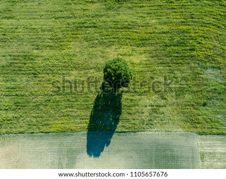 Baum von oben Natur