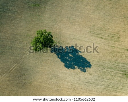 Similar – Baum von oben Natur