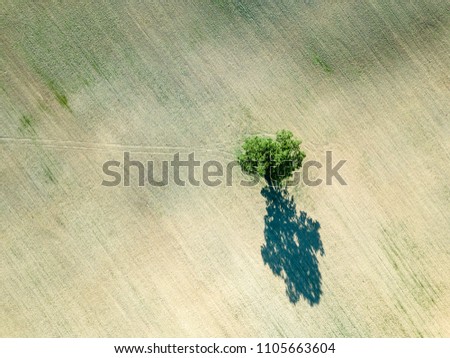 Similar – Image, Stock Photo lonely tree in the citadel of Berat
