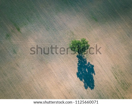 Similar – Image, Stock Photo View to the tree tops of the coastal fir