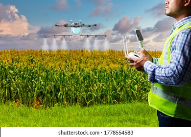 Drone Operator For Spray Pesticide In Corn Field