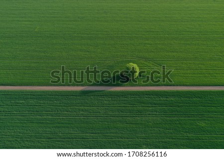 Drone photo of the bright green wheat field separated by the road. There is a tree by the road. aerial view. beautiful minimalist wallpaper. Európa Hungary