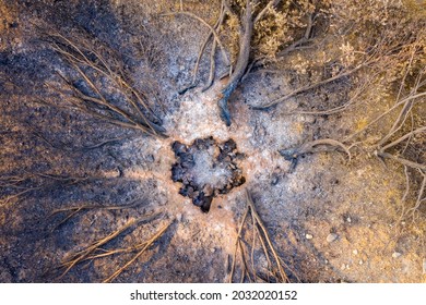 Drone Photo Of A Burnt Olive Tree In 2021 Turkey Wildfires