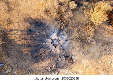 Drone Photo Of A Burnt Olive Tree In 2021 Turkey Wildfires