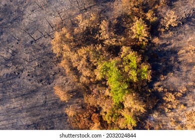 Drone Photo Of Burnt Pine Forest In 2021 Turkey Wildfires