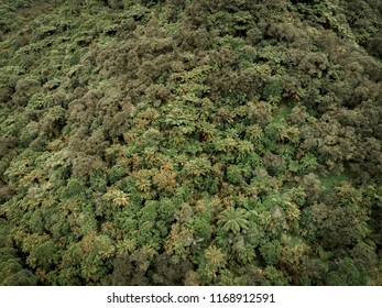 Drone Photo Of Forest - Aerial Photography - New Zealand