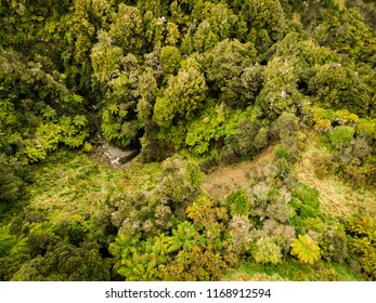 Drone Photo Of Forest - Aerial Photography - New Zealand