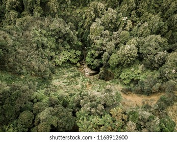 Drone Photo Of Forest - Aerial Photography - New Zealand