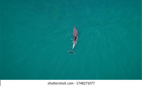 Drone Photo Of Istanbul Throat Cute Dolphins