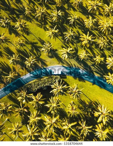 Drone photo taken from a birds eye perspective of a\
tropical reserve located in Far North Queensland, featuring palm\
trees divided by a road.