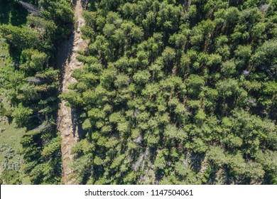 Drone Photograph Of Rushing River Through A Forest Of Green Pine Trees.