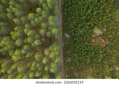 Drone photography of old forest, growing new replanted trees and road during summer day - Shutterstock ID 2265032119