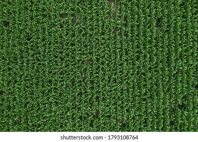 Drone Photography, Top View Of Green Unripe Corn Crop Field In Summer. Directly Above View Of Maize Plantation.