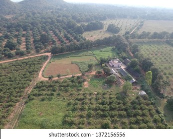 Drone Pic Of Farming Land And Outdoor House With Mango, Coconut Buffaloes