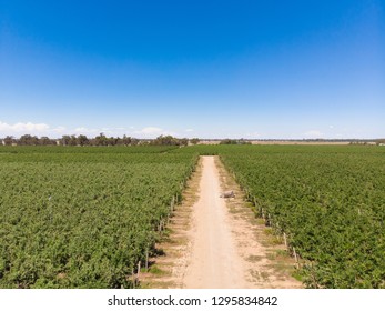 A Drone Picture Of Australian Apple Farm