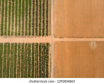 A Drone Picture Of Australian Apple Farm