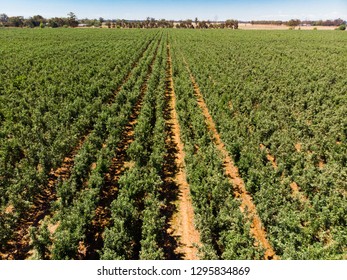 A Drone Picture Of Australian Apple Farm