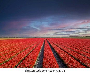 Drone Picture Of Tulip Fields In The Dutch Countryside