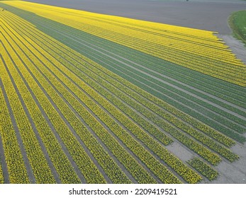 Drone Pictures Of The Colorful Tulip Fields In The Netherlands! 