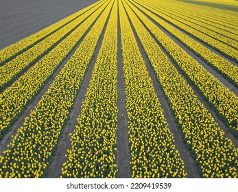 Drone Pictures Of The Colorful Tulip Fields In The Netherlands! 