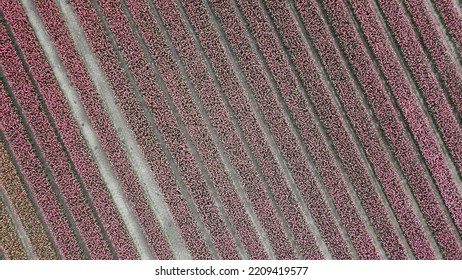 Drone Pictures Of The Colorful Tulip Fields In The Netherlands! 