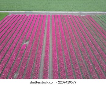 Drone Pictures Of The Colorful Tulip Fields In The Netherlands! 