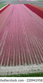 Drone Pictures Of The Colorful Tulip Fields In The Netherlands! 