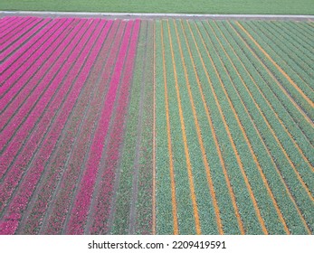 Drone Pictures Of The Colorful Tulip Fields In The Netherlands! 