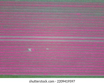 Drone Pictures Of The Colorful Tulip Fields In The Netherlands! 