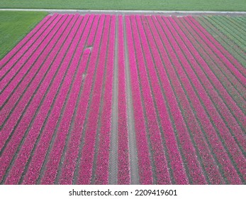 Drone Pictures Of The Colorful Tulip Fields In The Netherlands! 